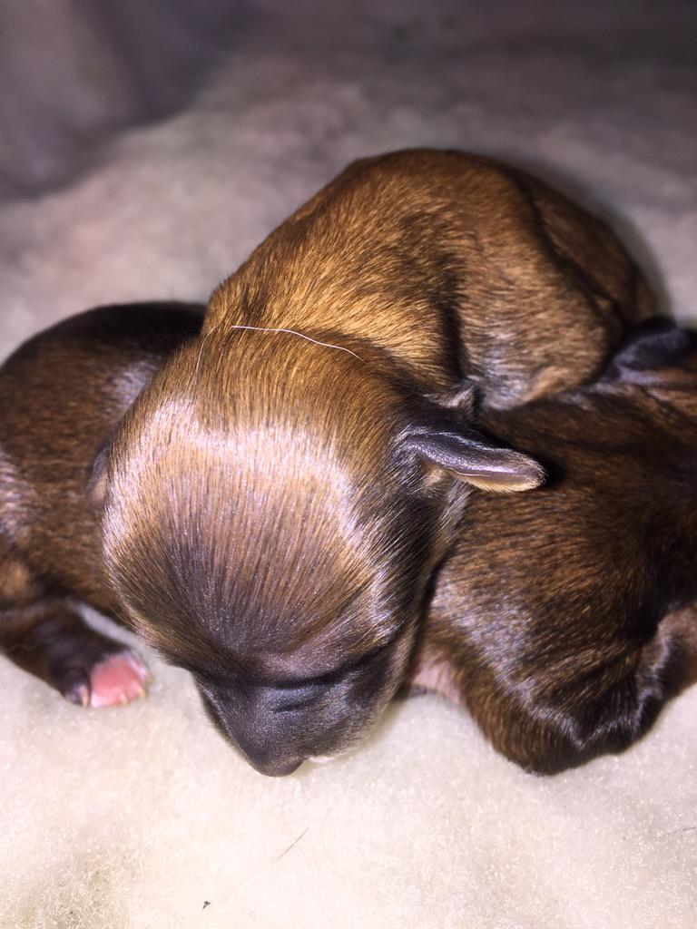 newborn chorkie puppies