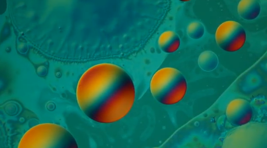 Gizmodo's tweet photo. These are the best microscopic videos of the year: http://t.co/B9S9UuDSVA http://t.co/vMdQw7OzYH
