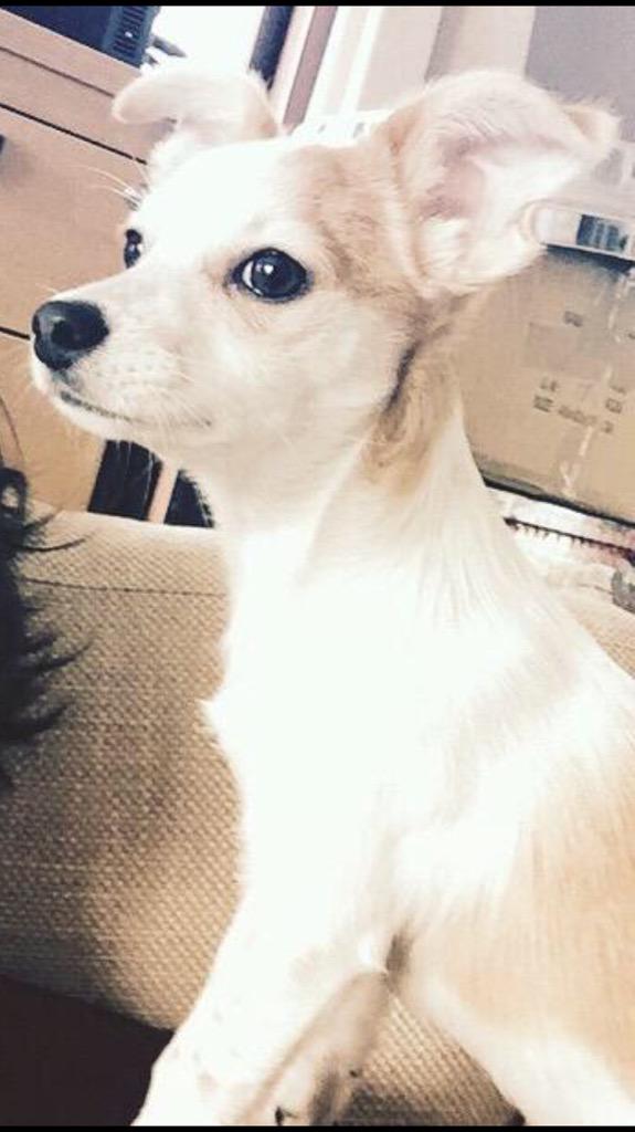 cutcprincess's tweet image. This puppy is so cute what the hell