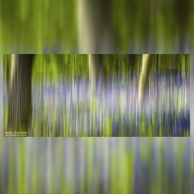 Blurry Blue Bells @Sheffieldis @socialsheffield #bluebells #nature #landscapephotography @CanonUKandIE #woolleywood