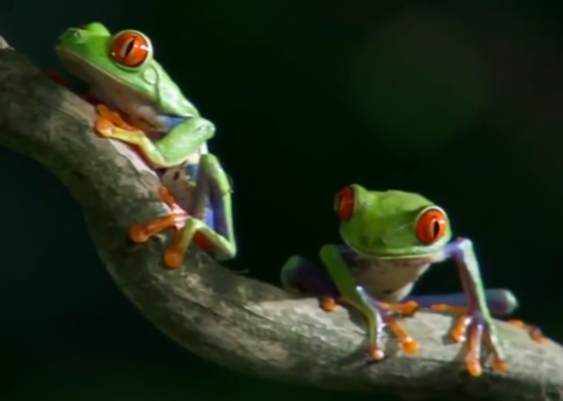 QuoRevista's tweet photo. ¿El mejor vídeo de naturaleza que has visto? http://t.co/sqqHUj42I4 | #QUOblogs http://t.co/ewWfU1W7S9