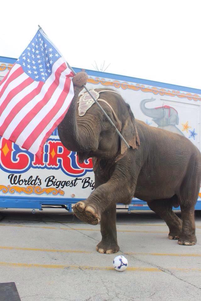 AAAnimalsdallas's tweet photo. Fighting for freedom today, oppose SB 716! #AWunited #freecontact @mz55qrf @LuckyHoofer @BindiIrwin @jackhannahcnn http://t.co/aglrpJtI6R