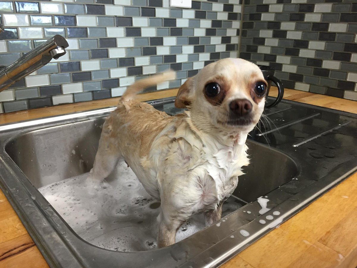 AllprovidePets's tweet photo. #Allprovide #dog Lily's lesson for today - if you roll in poo, you pay the price... but gotta love that face! http://t.co/WXDiQChvvD