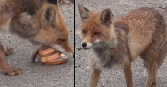 Making fox. Fox with Eyepath PFP.