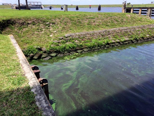 ProgressFlorida's tweet photo. Toxins found in Lake Okeechobee (Buy The Land, Save Our Water) http://t.co/c6Quhd5Qwz #pfla #SaveFLWater http://t.co/09juARX0S9