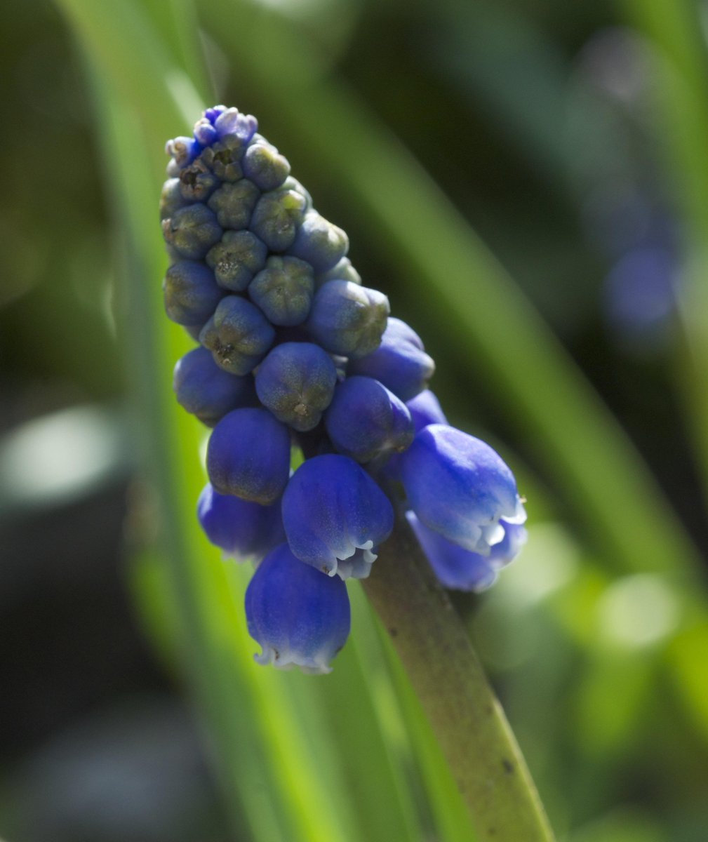 Things I learned this Spring - don't be fooled by Muscari beauty, they are horribly straggly as they start to go over