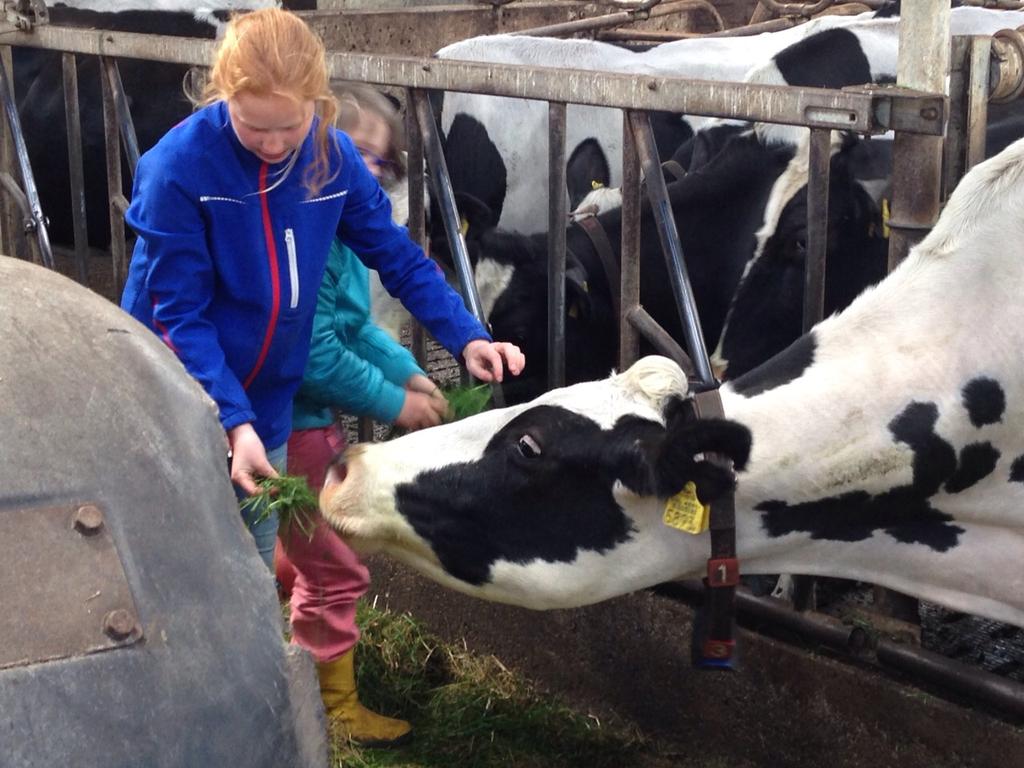 Hoeksteen's tweet image. Groep 7 heeft vanmiddag een bezoek gebracht aan een melkveehouderij. #koeienvoeren #weilanden #melkrobot