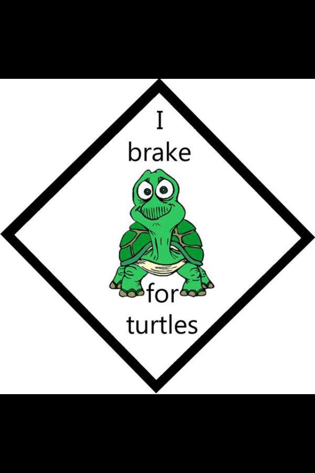 IrelandsEmerald's tweet image. Turtles always make me think of @markballas #turtles #shellpower #turtlelove 🐢❤️