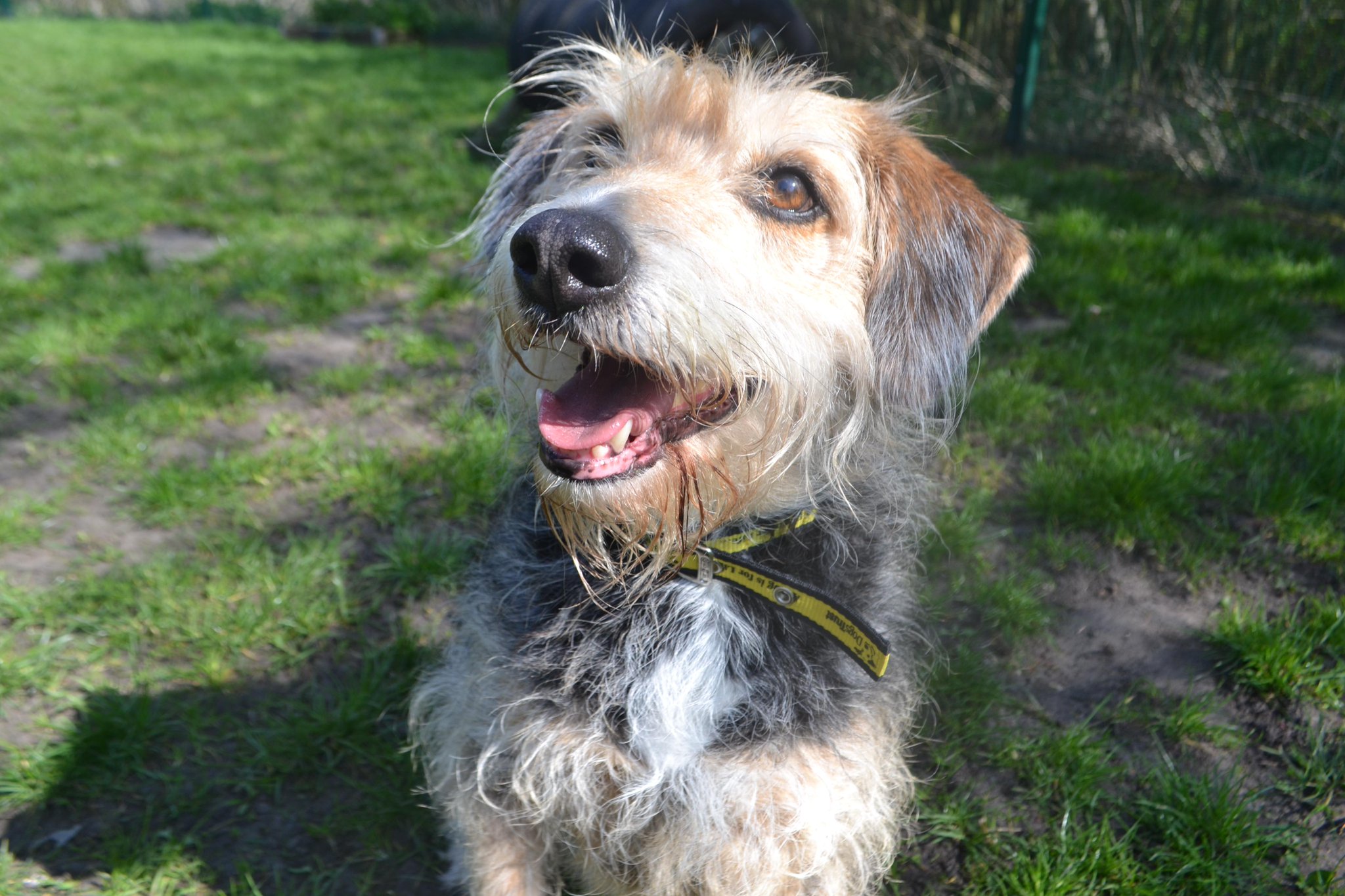 otterhound cross