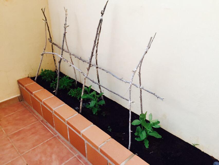 petradhd's tweet photo. Stap 3. #Moestuintje #LaatMaarGroeien #LekkerGezond #GoedBezig http://t.co/0fH3DlJ1R7