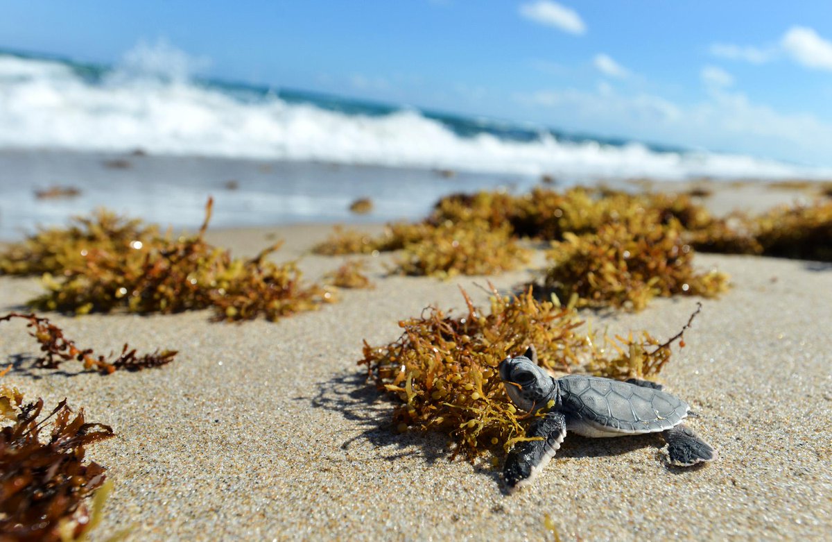pbpost's tweet photo. Turtle nesting season already underway in southwest Florida http://t.co/l0fiOHHc7n http://t.co/uKRYe5gaLq