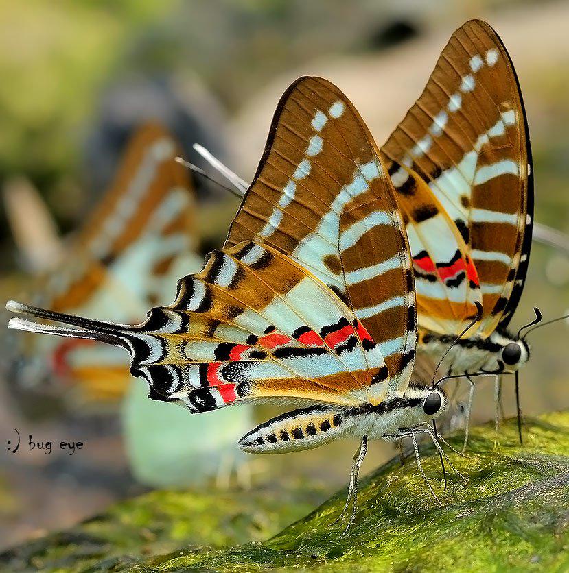 batterfly hashtag on twitter batterfly hashtag on twitter