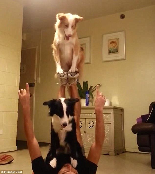 ChilternDogs's tweet image. Border Collies can do balancing acts ! dailymail.co.uk/news/article-3…