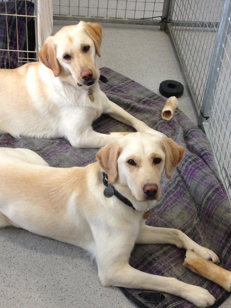 JK_GDT's tweet photo. @guidedogs in training Lara (front) and Fletcher (back) waiting to go home at the end of the day. http://t.co/5HmX87ADjU