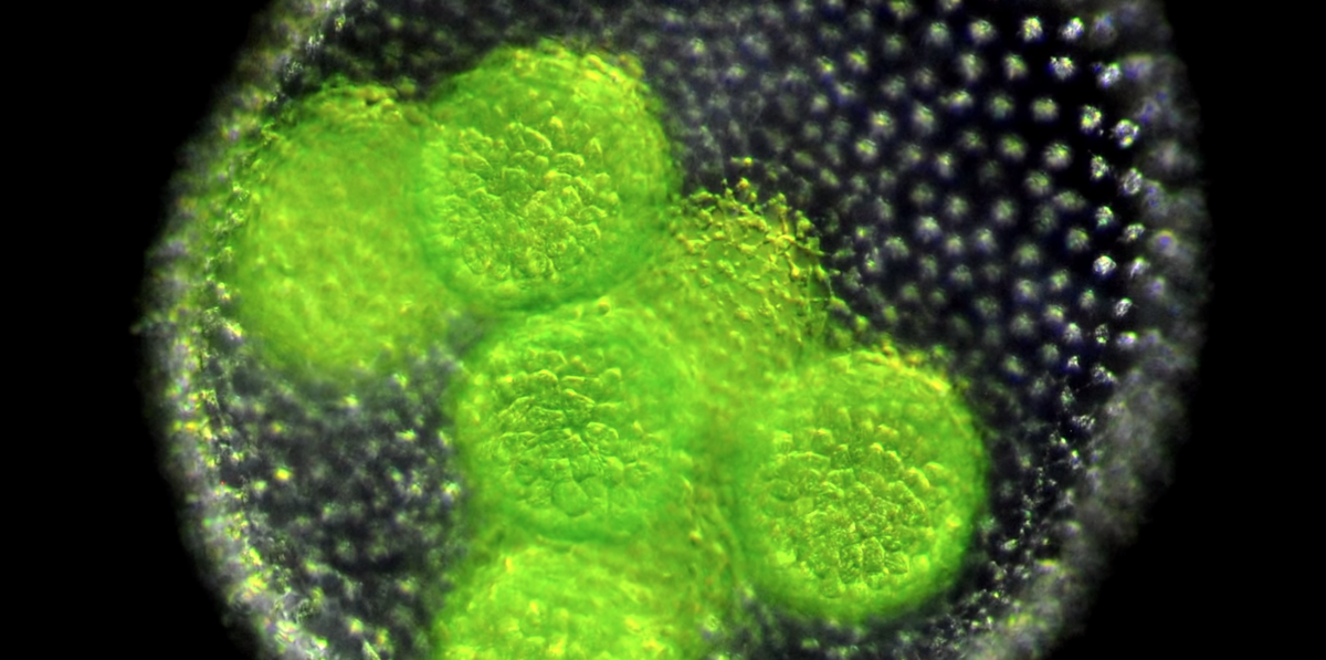 Водоросль вольвокс. Колониальный вольвокс. Зеленые водоросли вольвокс. Вольвокс водоросль. Вольвокс в микроскопе.