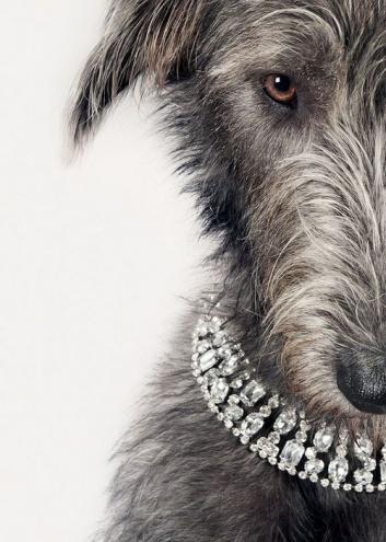 Diamond Dog Parade REGISTER AT SHOW
Come along with friends/family and most importantly your dog!Wear your glitzygear