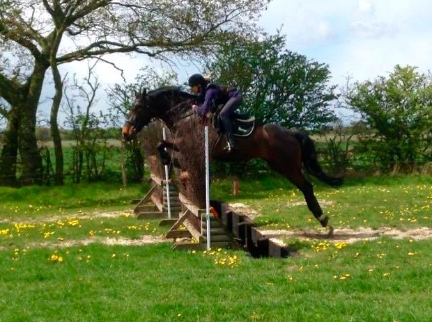 LucrorSH's tweet image. True Allrounder! 16.3 8y Idx Mare. STUNNING! 
lucrorsporthorses.co.uk/embla-coppice