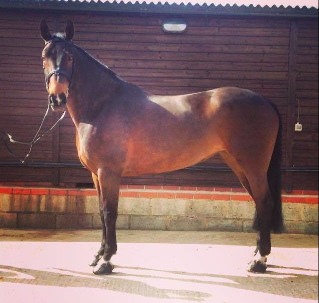LucrorSH's tweet image. True Allrounder! 16.3 8y Idx Mare. STUNNING! 
lucrorsporthorses.co.uk/embla-coppice
