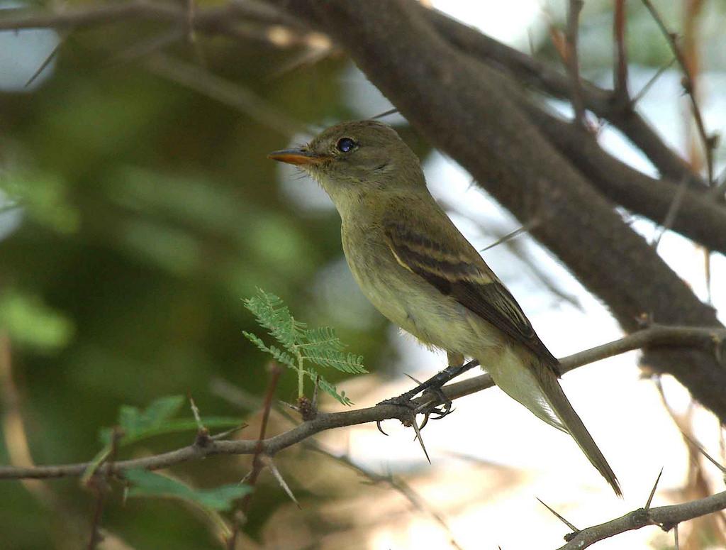 USDA's tweet photo. Southwestern willow flycatcher, other species benefit from riparian restoration work in Utah http://t.co/X2FoSdTjZo http://t.co/46FEuizUQ7