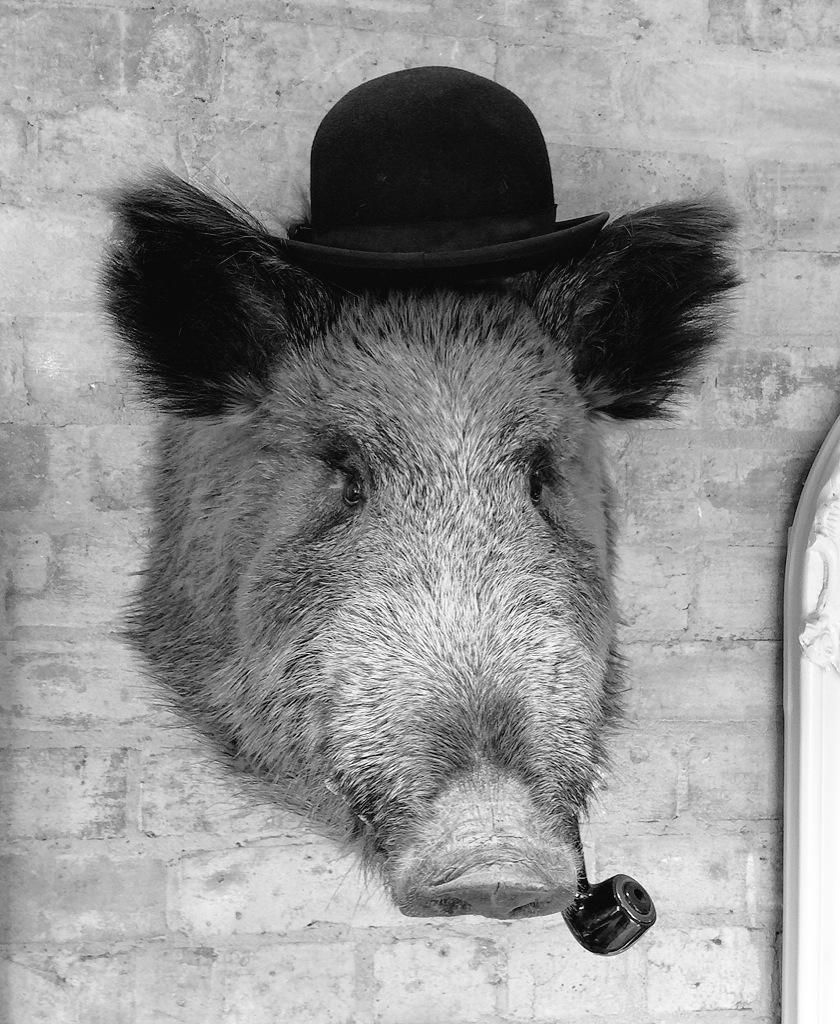 AlexDuggn's tweet photo. Big thanks to Ellis from @C_Wiles_Hair for the trim! (This is not Ellis) lol 😉 #BoarOff 🐗 http://t.co/LVaRXnNfxu