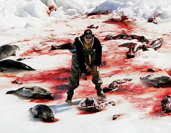 Protect_Wldlife's tweet photo. Please Sign &amp; RT: Help End Canada’s Baby #Seal Slaughter! http://t.co/HSSNT783IE  @pamfoundation @peta @rickygervais http://t.co/cwsYJ9LwNv