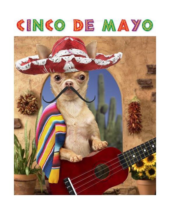 PetPure's tweet image. We are getting full fledged into the spirit of Pet de Mayo here at Pet Pure. Show us your … ift.tt/1DYrjjQ