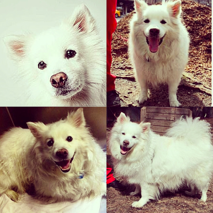 BarkBuddy's tweet photo. What do Lil Wayne, Prince, Susan Boyle and Roger have in common?Check us out on Instagram or Facebook to learn :) http://t.co/fcgQVZ1njX
