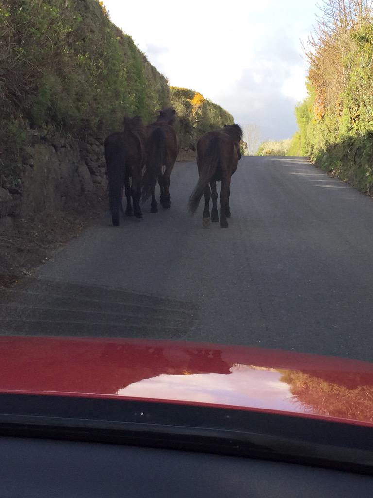 amanda_Hubb's tweet photo. Met a different kind of Rush Hour on my drive home #Dartmoor style #Ponies #Poundsgate ๐ http://t.co/v7qInuFJRn