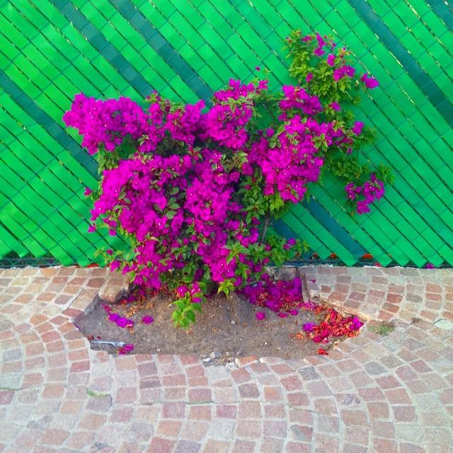 LymeWorldOrg's tweet photo. It's strange to be such a pretty natural thing stuck inside an artificial world http://t.co/AztOWJuq3P http://t.co/mCXosw9XdC