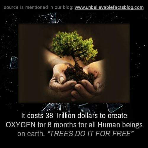 iTanweerHussain's tweet photo. #PlantaTree #MakeOxygen http://t.co/0LNogb454y