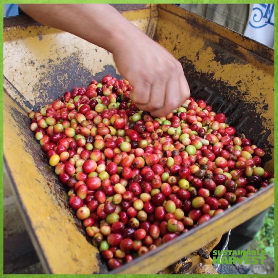 SustHarv's tweet photo. SH Peru staff provide guidance in harvest best practices at the Apesi Coop #ImpactAtOrigin http://t.co/kD6PJT4KaL