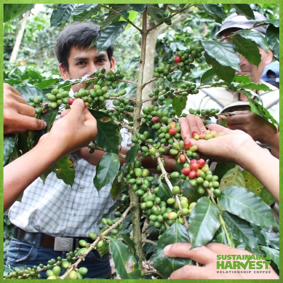 SustHarv's tweet photo. SH Peru staff provide guidance in harvest best practices at the Apesi Coop #ImpactAtOrigin http://t.co/kD6PJT4KaL