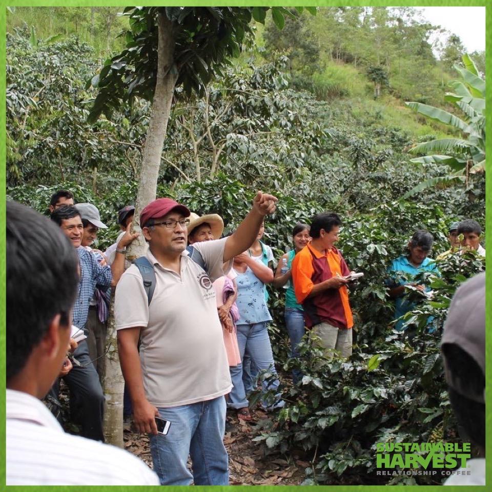 SustHarv's tweet photo. SH Peru staff provide guidance in harvest best practices at the Apesi Coop #ImpactAtOrigin http://t.co/kD6PJT4KaL