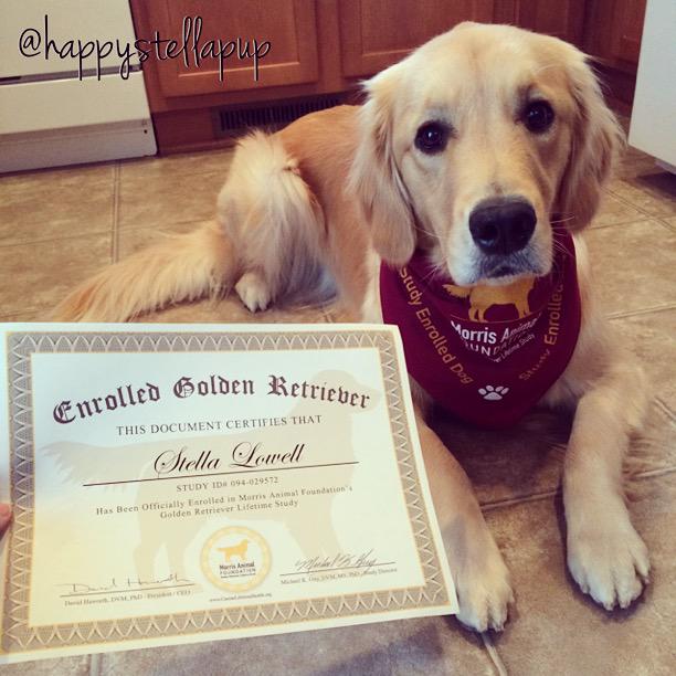 Morris_Animal's tweet photo. Since it's #NationalSuperHeroDay we want to put the spotlight on our enrolled Golden Heroes in our #GoldenStudy http://t.co/eHqHu3kHCO