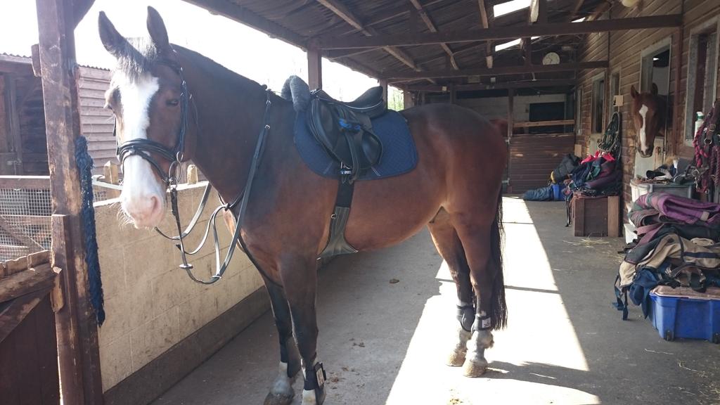 Enzo_VII's tweet photo. Looking forward to getting back out to a show by the end of May! #FingersCrossed have missed my jumping!! #Showjumper http://t.co/BZPN97cGcN