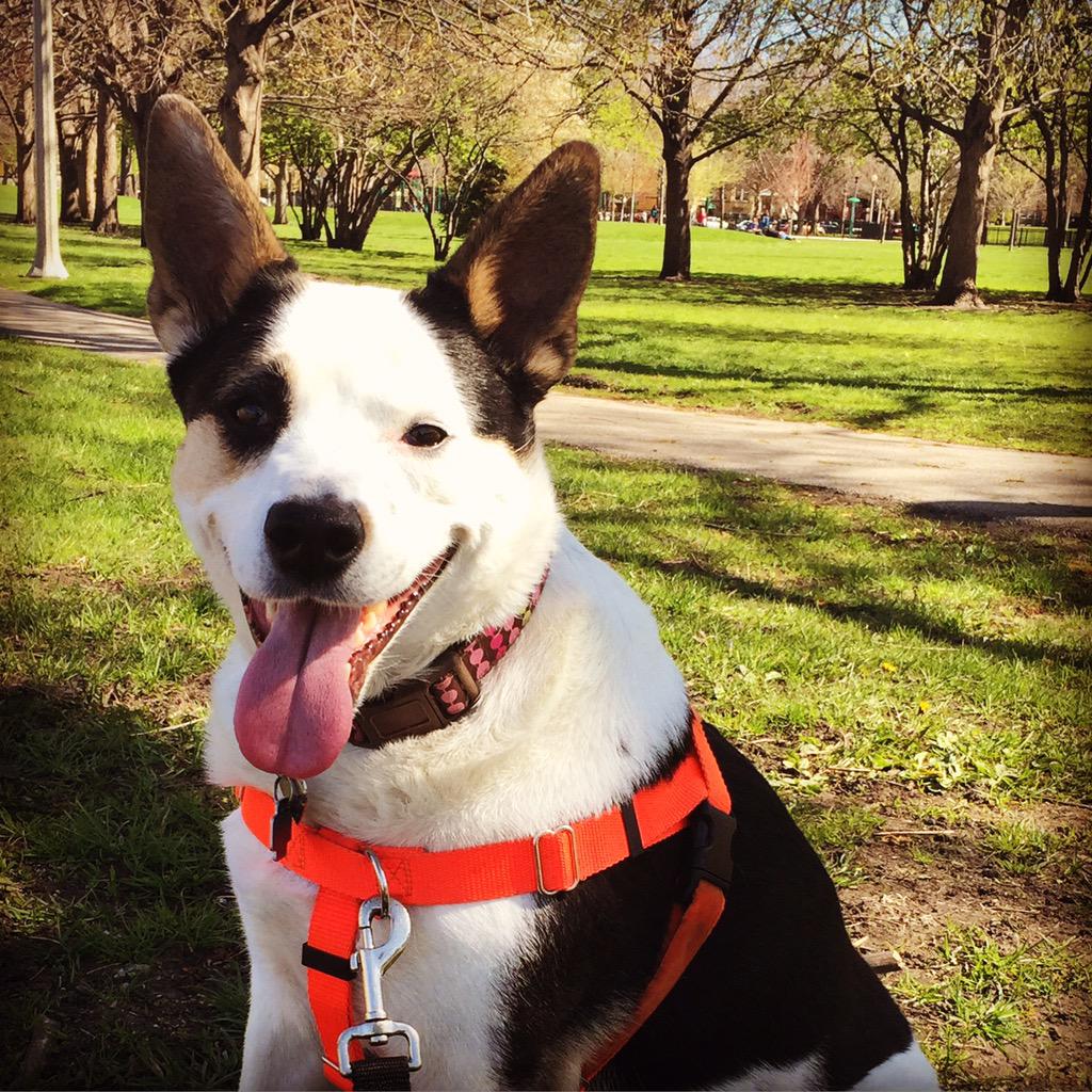 In #Chicago planning #rescuetherunway (Nov!) w/ <a href="/FoxholeChicago/">Foxhole Creative</a> &amp; Jeany, rescued by <a href="/PAWSchicago/">PAWSChicago</a> #rescueisthenewblack