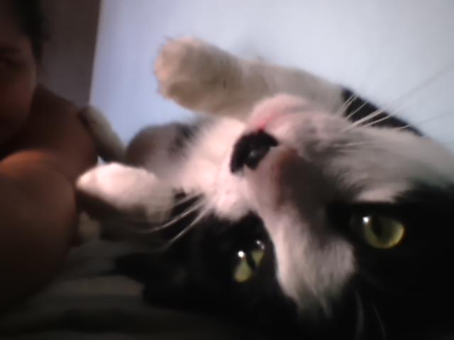 lwsbi's tweet photo. My cat 😍😍😍😍 http://t.co/YDdUlyXKLf