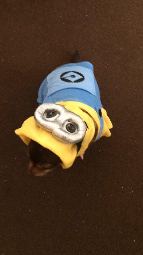 Weneedwest1's tweet photo. Love my suit @OnlyMinionQuote #minion #cutedogs http://t.co/wtDPcl6uSO
