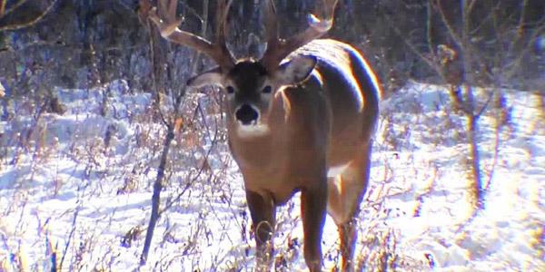 Saskatchewan's 2015 big game online draw starts this Friday: glbn.ca/Mf2BA #yxe #sask