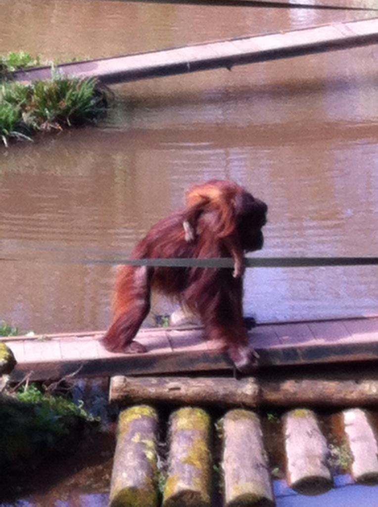 TriggsClare's tweet photo. Hitching a ride http://t.co/ufACSKU3Ic