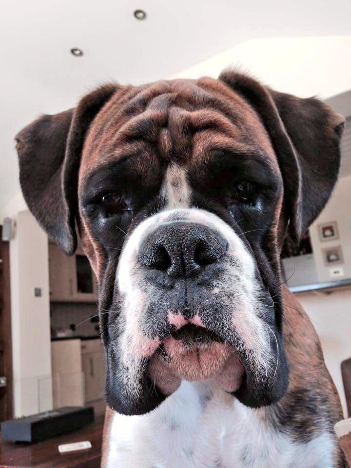 BoxerKennel's tweet photo. #BoxerBreed 🐾 http://t.co/vJz7sSk5yI 🐾 #BoxerDog
#BOXER #BoxerLove #Boxers #Dogs #ILoveMyBoxer #BoxerLover #DogShow
🐾 http://t.co/joFMgTYLAe