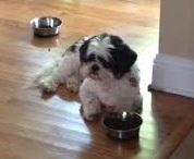 realalexwilson's tweet photo. Happy birthday to Riley - the food-bowl guardian of the house! #dontshopadopt http://t.co/1MFwBuSxhk