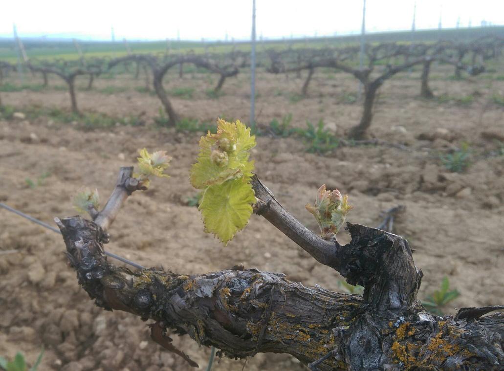 #ROLINDES  2015, comienza la historia.