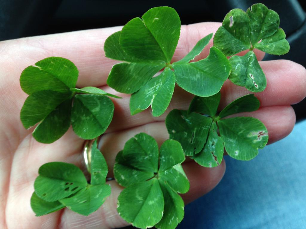 4leafers's tweet photo. No.323-328 #fourleafclovers #fiveleafclovers #extralucky 😄👍🏻🍀🍀🍀🍀🍀🍀 #jackpot http://t.co/TS3NZIv6wy