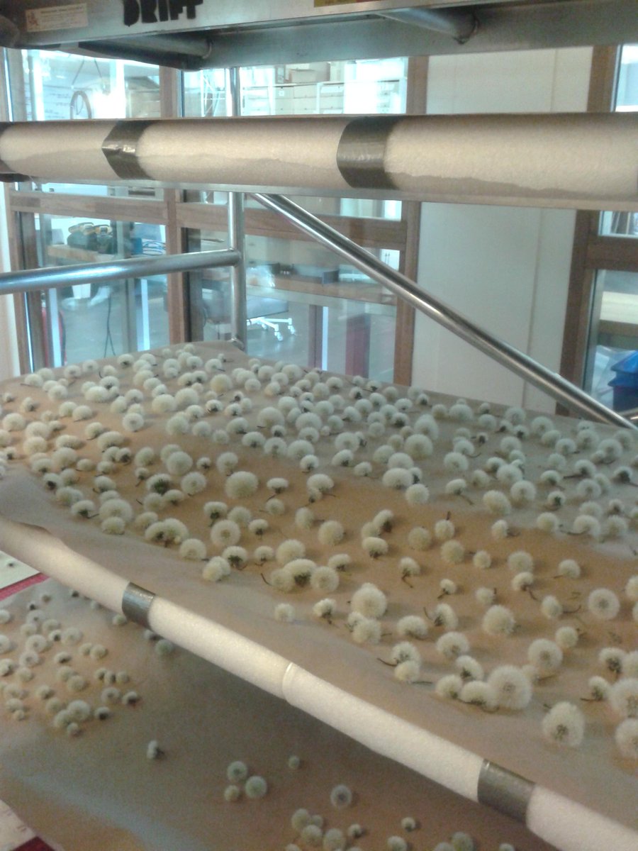 StudioDrift's tweet photo. Waiting for dandelions to dry #FragileFuture #Dandelight http://t.co/RL3a4cEtTG