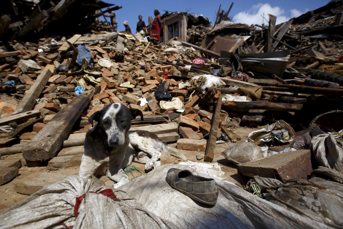 MoveTheWorldUS's tweet photo. Our #disaster team will deploy to #Nepal to provide urgent relief for animals. Donate now: http://t.co/thtaoa2vjJ http://t.co/HZaFFido9D