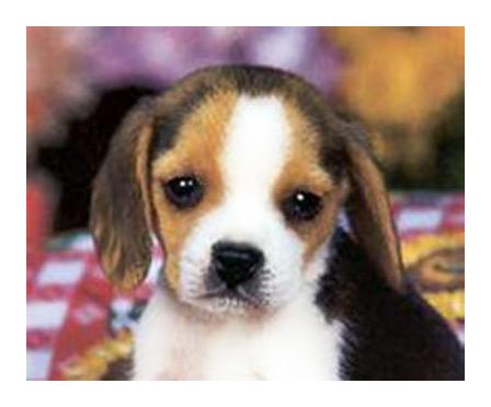 Animalrightsivy's tweet photo. @treasures999 @UKRunFree @Andy4Wildlife ty 🐶💞🐾 #beagles #ukrunfree #FreeLabBeagles http://t.co/SPTSDrMryg