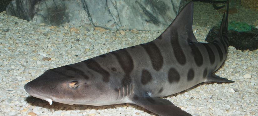 HealTheBay's tweet photo. Save our sharks: Poachers target baby #sharks off Southern #California http://t.co/rNdIM5KUqz http://t.co/M1Ag26RjRn