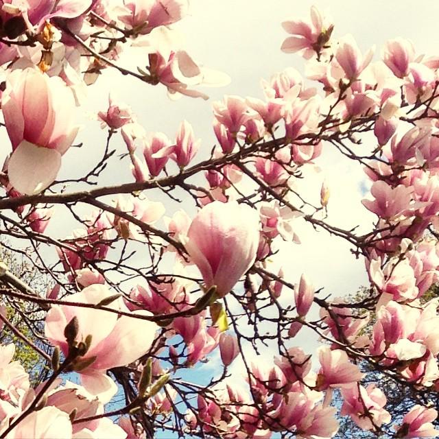 Shinbone10's tweet photo. #springtime #cambridge #yes #sun #walkingaround #lifeisgood #shinhappens http://t.co/fANTeFexGl http://t.co/yzB49kPMjp