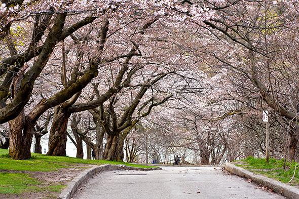 blogTO's tweet image. The High Park #CherryBlossoms are likely to bloom May 7-9th. bit.ly/1GtGIoP